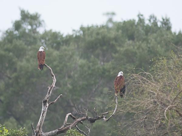 <h3><a href="/trips/srilanka/biota/animalia/chordata/aves/017 accipitriformes/004 accipitridae/haliastur indus/haliastur indus-nl.html">Haliastur&nbsp;indus</a> / Brahminy&nbsp;kite / Brahmaanse&nbsp;wouw</h3>NIKON D500 met AF-S Nikkor 300mm f/2.8G IF-ED VR II, 1/2000 sec  bij F3.2, ISO 800, afstand 44.6&nbsp;m